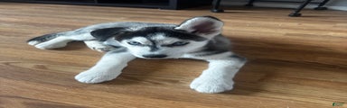 Siberian Husky Puppy 5