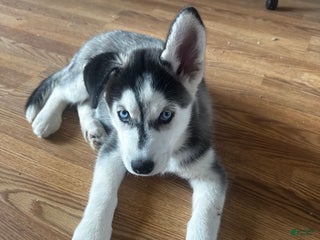 Siberian Husky dogs Siberian Husky Puppy 5 - Ad 2