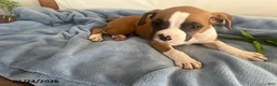 Boxer dogs for sale: Roger - Ad 4