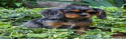 Cavalier King Charles Spaniel dogs for sale: Dazzler - Ad 4