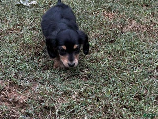 Miniature Dachshund dogs - Ad 6