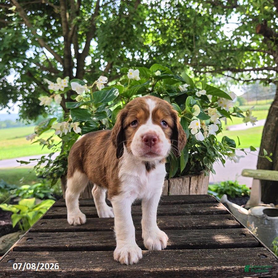 English Springer Spaniel dogs Nova - Ad 2