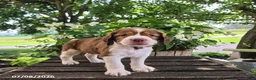 English Springer Spaniel dogs for sale: Nova - Ad 2