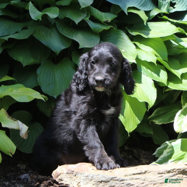 Irish Doodle dogs Bella - Ad 2
