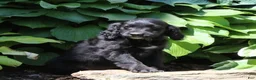 Irish Doodle dogs for sale: Bella - Ad 2