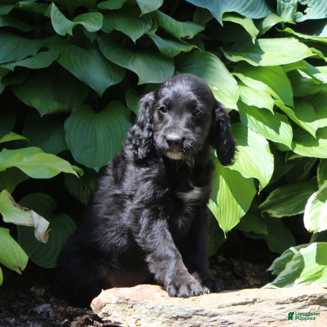 Irish Doodle dogs for sale: Bella - Ad 2