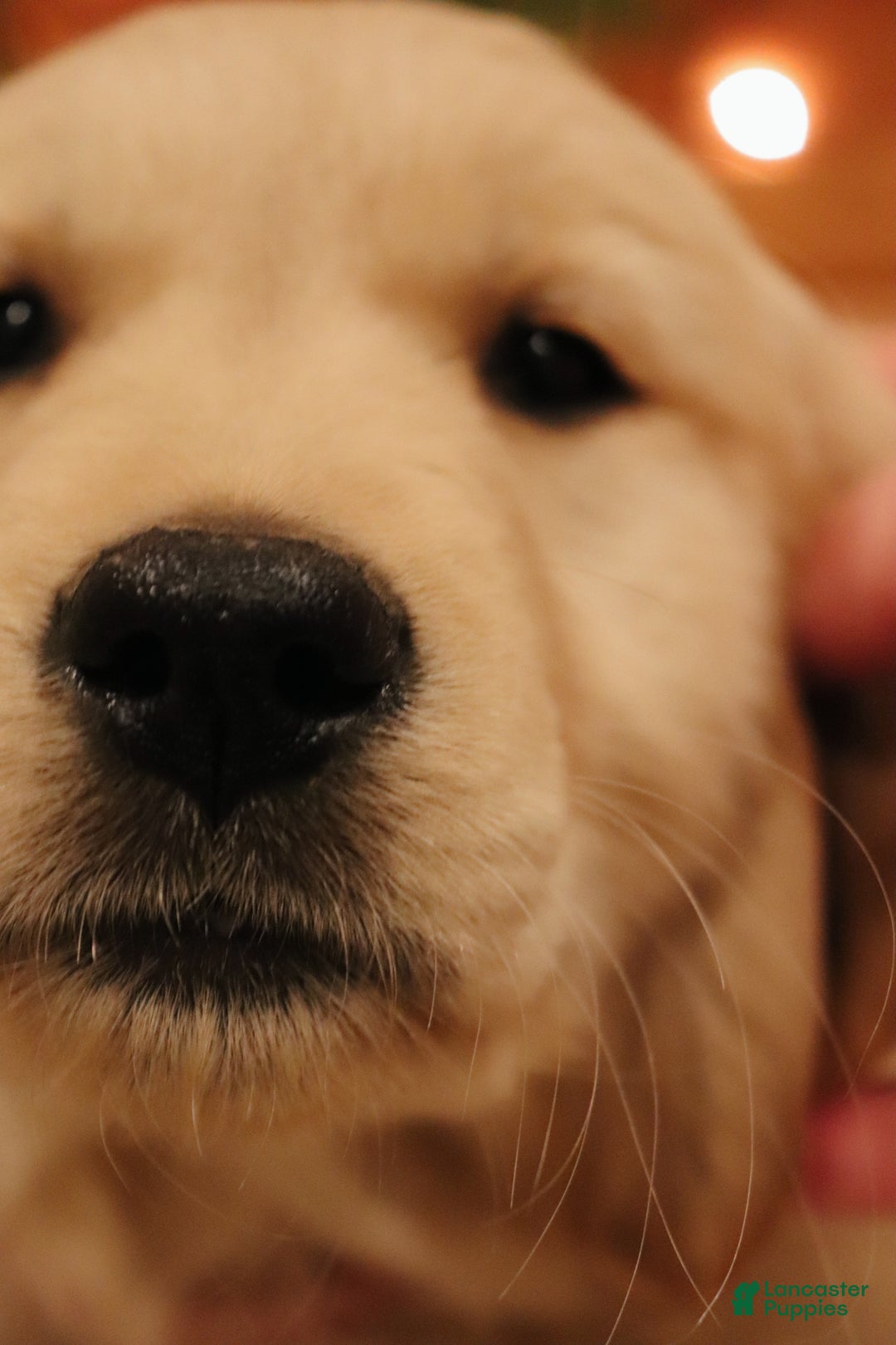 Golden Retriever dogs for sale: Claire - Ad 2