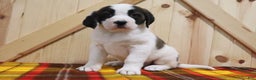 Saint Bernard dogs for sale: Tinsel - Ad 3