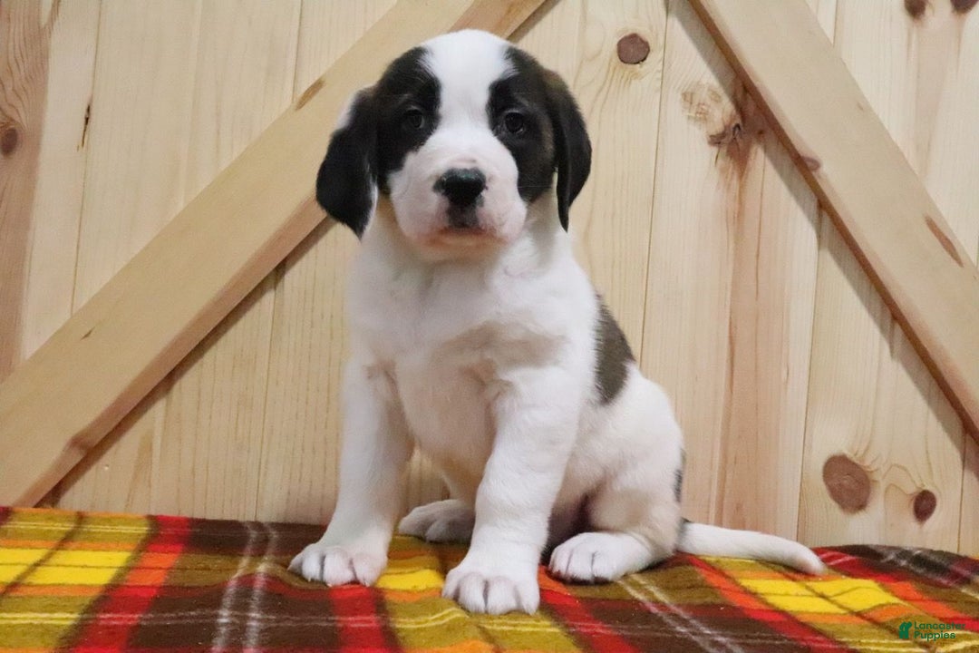 Saint Bernard dogs for sale: Tinsel - Ad 3