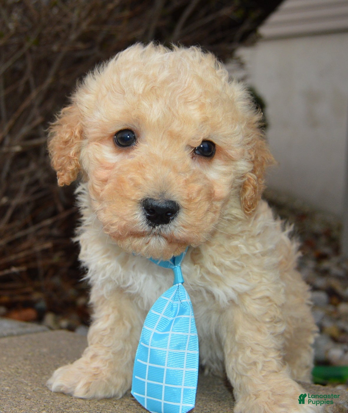 Miniature Poodle dogs Mini Peanut - Ad 2