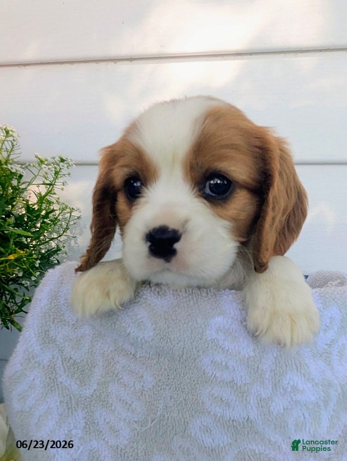 Cavalier King Charles Spaniel dogs Loren - Ad 2