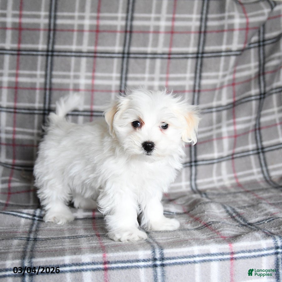 Maltese dogs Frost  - Ad 1