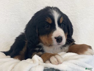 Bernese Mountain Dog dogs Holly - Ad 1