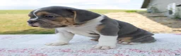 Beabull dogs for sale: Iris - Ad 4