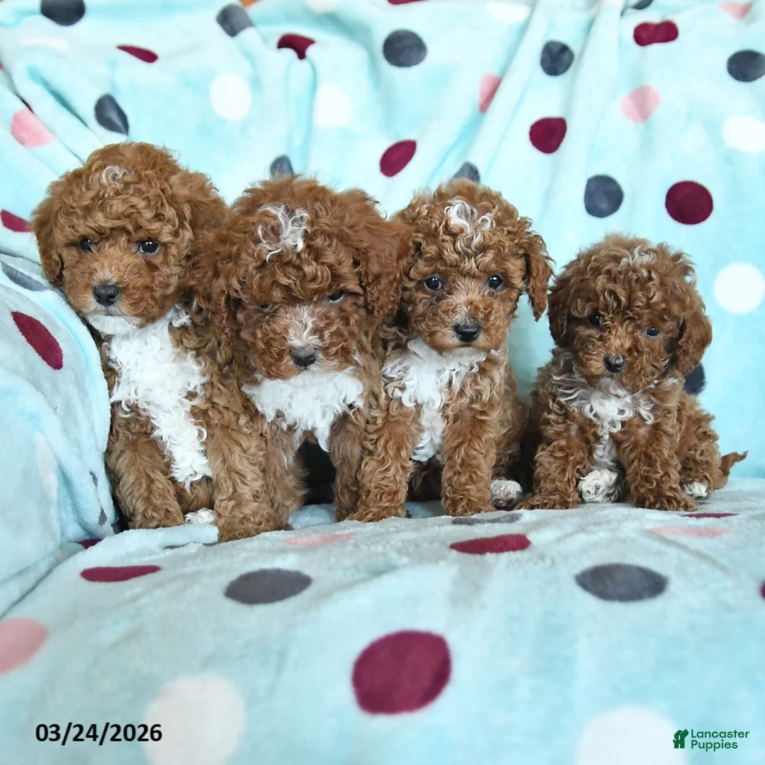 Miniature Poodle dogs for sale: Henry - Ad 5