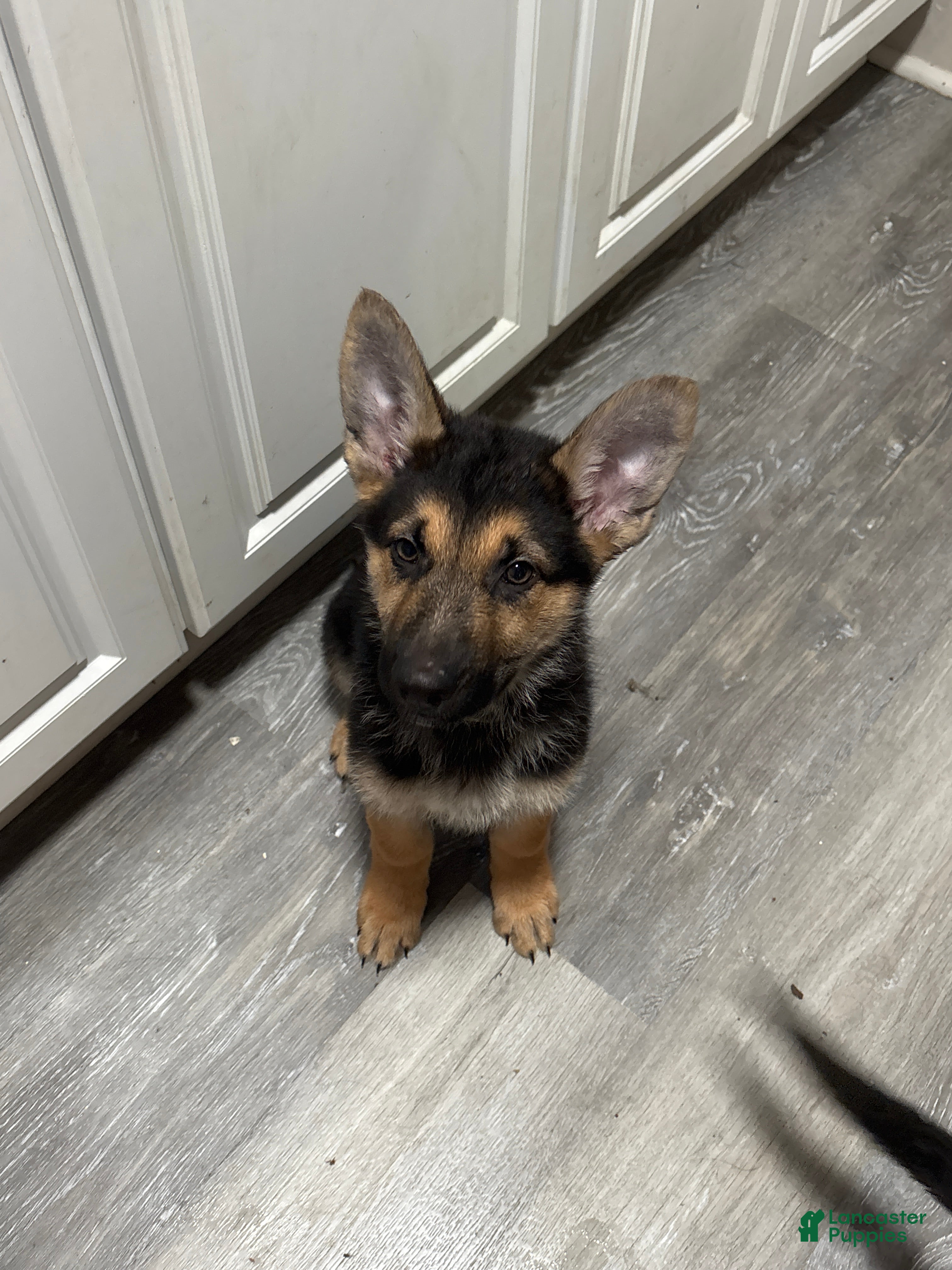 German Shepherd dogs Casper - Ad 42