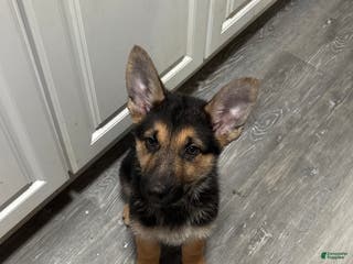 German Shepherd dogs Casper - Ad 16