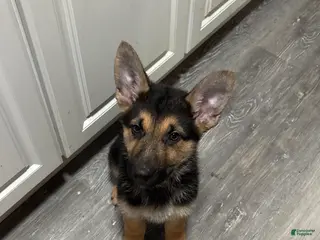 German Shepherd dogs Casper - Ad 37