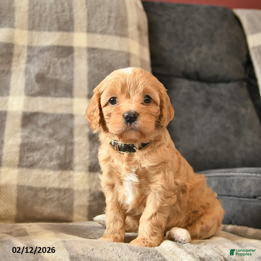 Cavapoo dogs for sale: Crystal  - Ad 3
