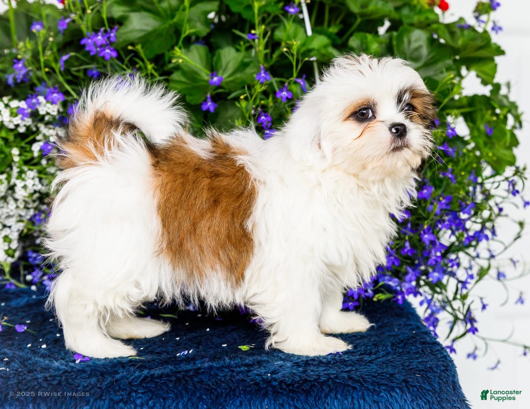Shih Tzu dogs for sale: Jude - Ad 10