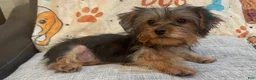 Yorkshire Terrier dogs for sale: Lana - Ad 2