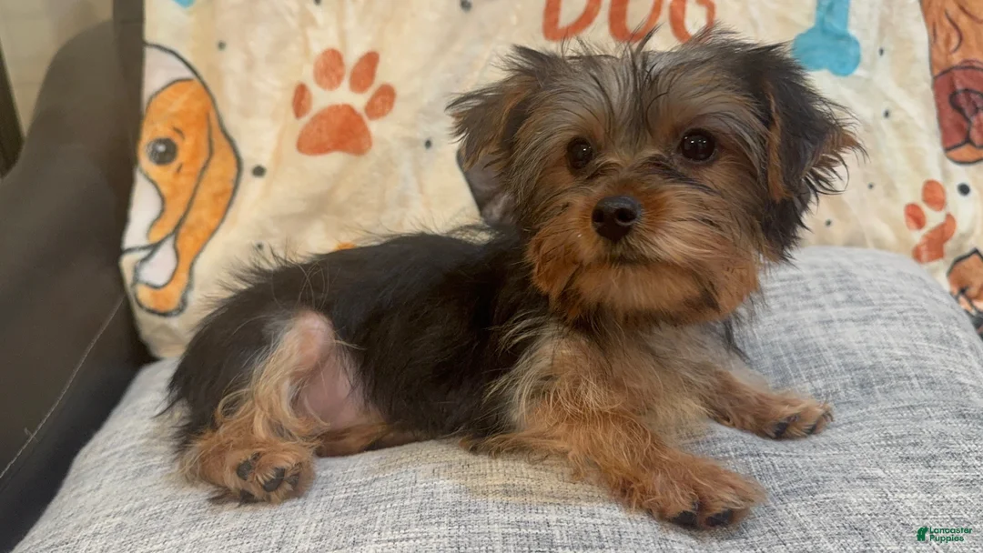 Yorkshire Terrier dogs for sale: Lana - Ad 2