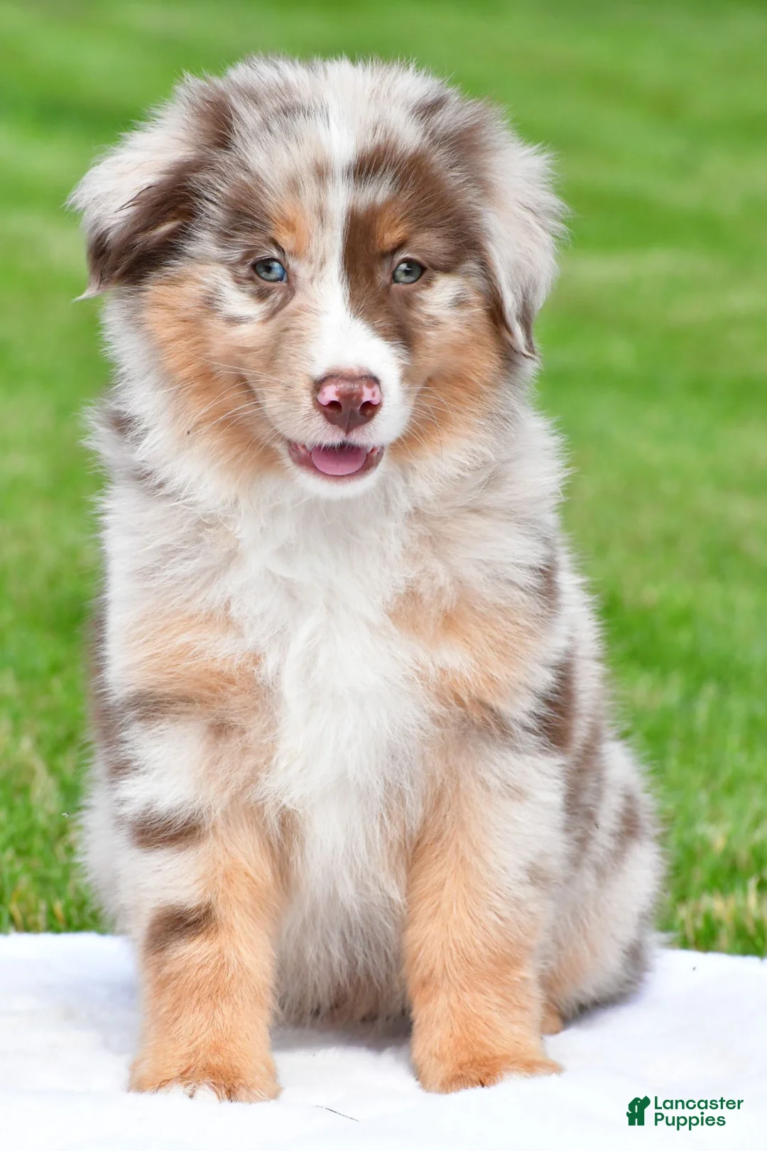 Australian Shepherd dogs for sale: Derek - Ad 1