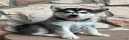 Pomsky dogs for sale: Skye - Ad 4