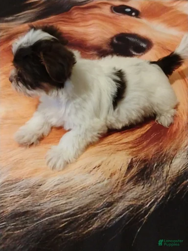 Gallery Image {{count}}