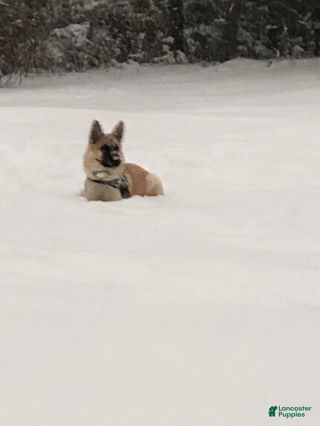 German Shepherd dogs for sale: Purebred German Shepherd  - Ad 4