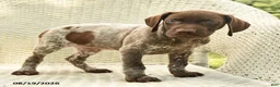 German Shorthaired Pointer dogs for sale: Hunter - Ad 4