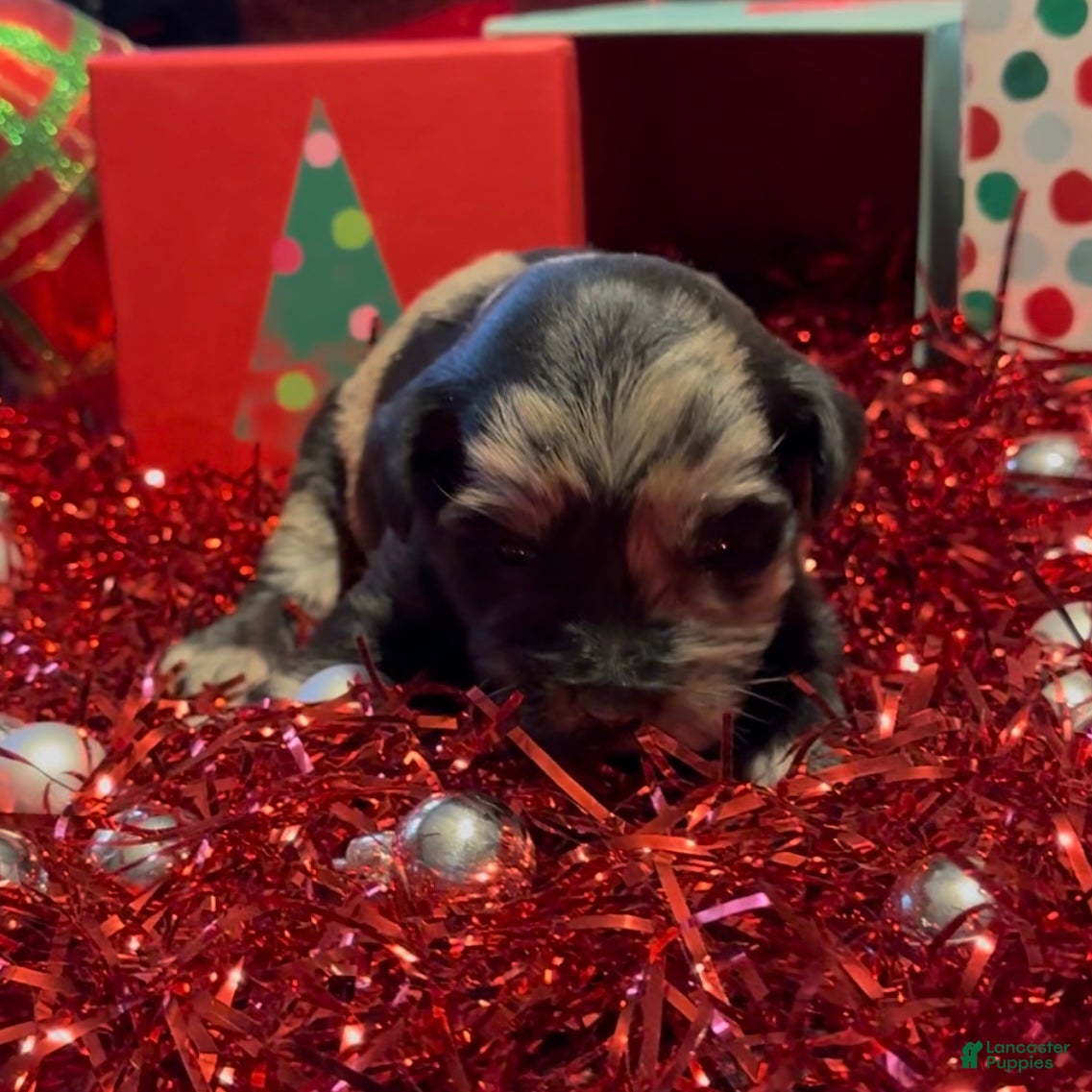 Mini Goldendoodle dogs Nancy - Ad 26