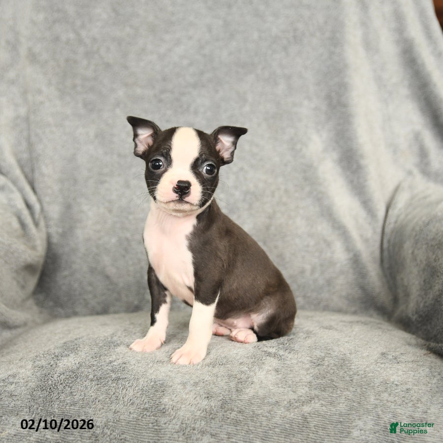 Boston Terrier dogs Drake - Ad 2