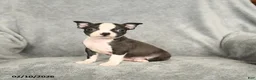 Boston Terrier dogs for sale: Drake - Ad 2