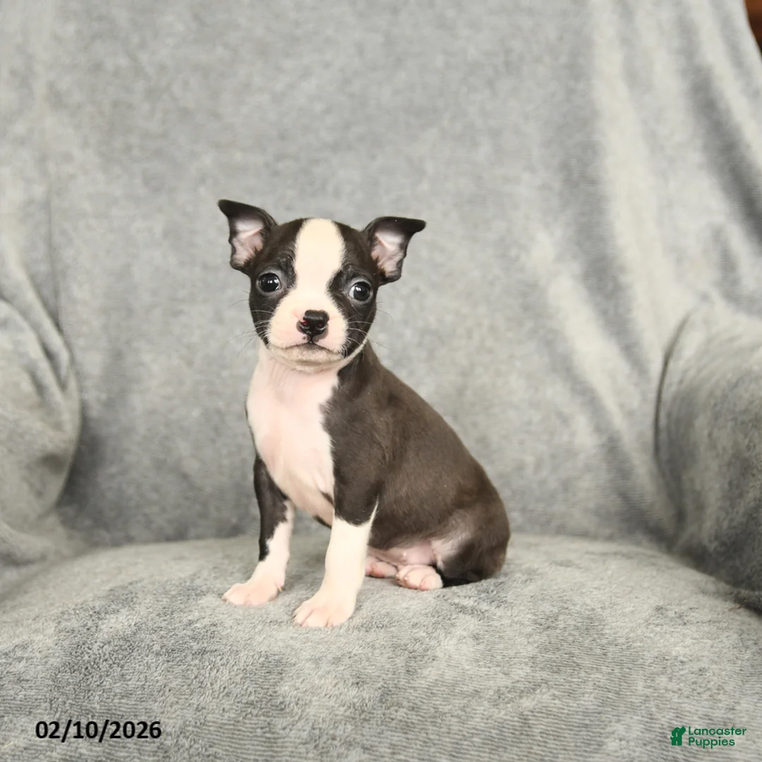 Boston Terrier dogs for sale: Drake - Ad 2