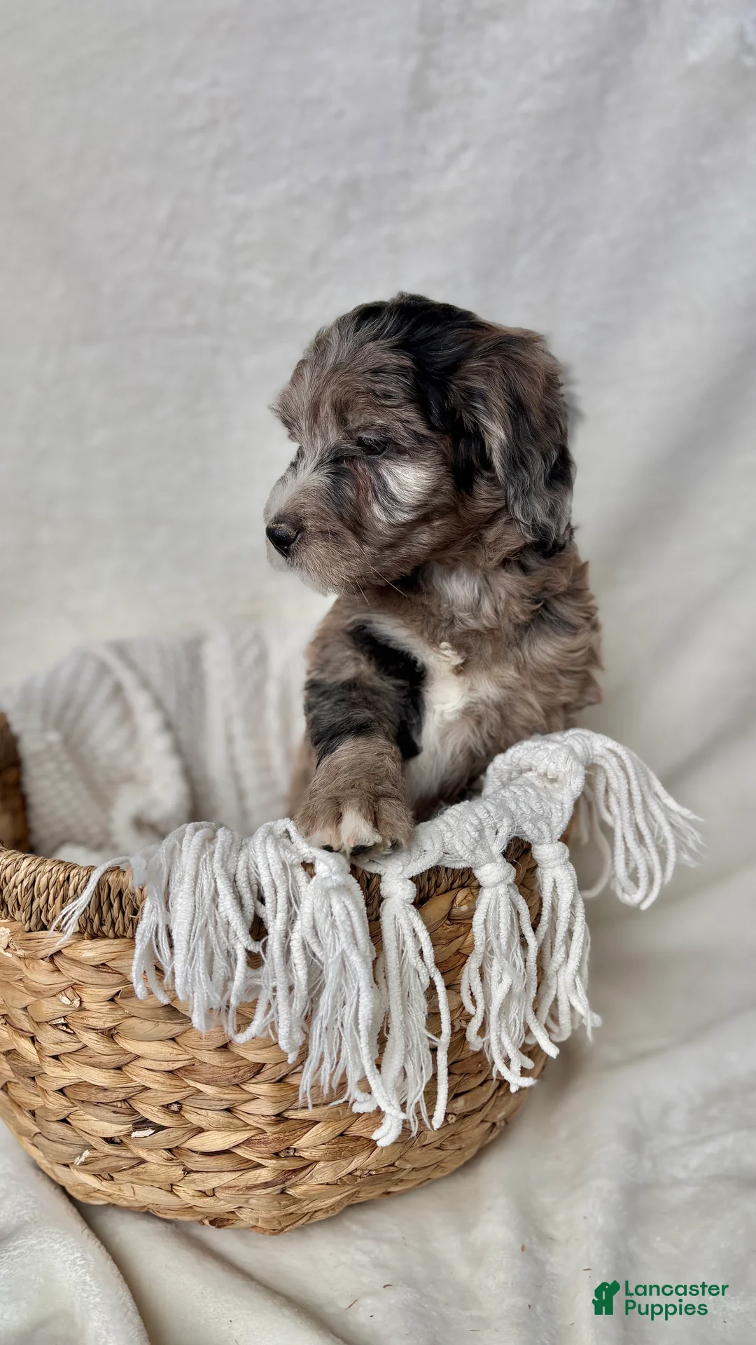 Bernedoodle dogs for sale: Bella - Ad 4