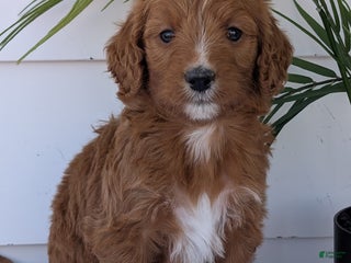 Goldendoodle dogs - Ad 7