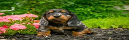 Miniature Dachshund dogs for sale: AKC-Jewel - Ad 4