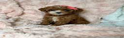 Cavapoo dogs for sale: Remi-toy - Ad 6