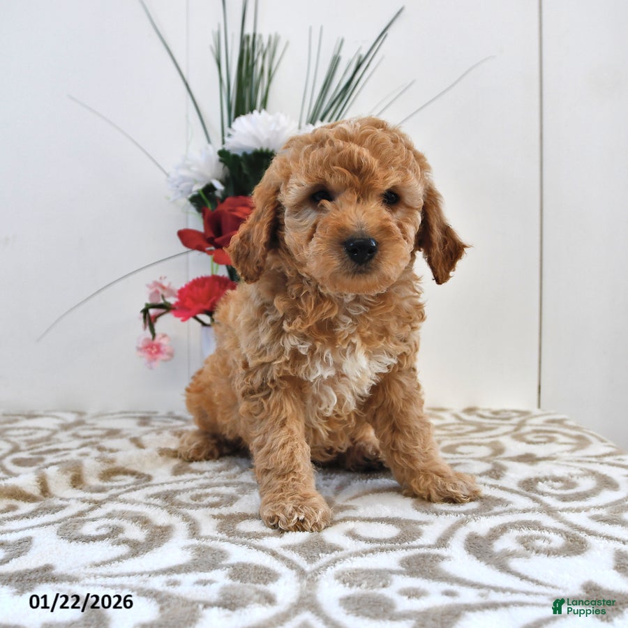Mini Goldendoodle dogs Charlie - Ad 15