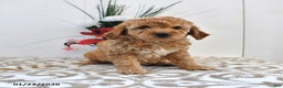 Mini Goldendoodle dogs for sale: Charlie - Ad 1