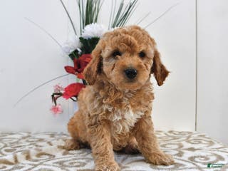 Mini Goldendoodle dogs Charlie - Ad 10