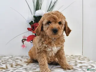 Mini Goldendoodle dogs Charlie - Ad 17