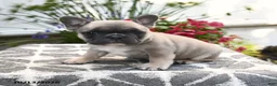 French Bulldog dogs for sale: Polaris - Ad 3