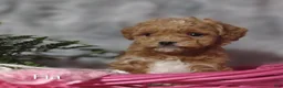 Shihpoo dogs for sale: Fia- on hold - Ad 9