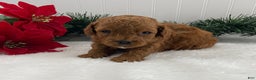 Cavapoo dogs for sale: Sunshine - Ad 7