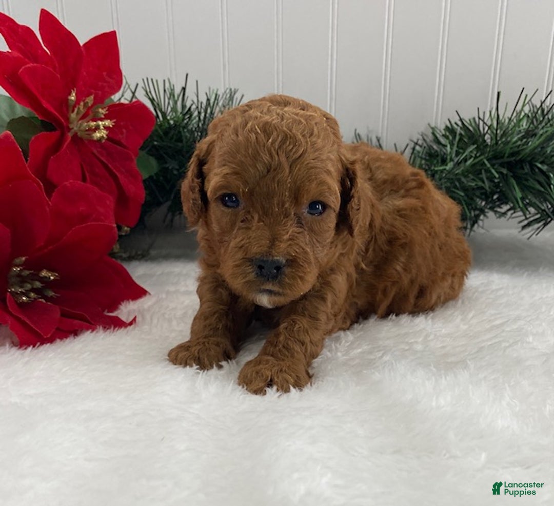 Cavapoo dogs for sale: Sunshine - Ad 7