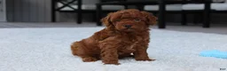 Toy Poodle dogs for sale: Ashton - Ad 7