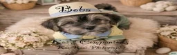 Morkie dogs for sale: Boba [goes home trained] - Ad 3