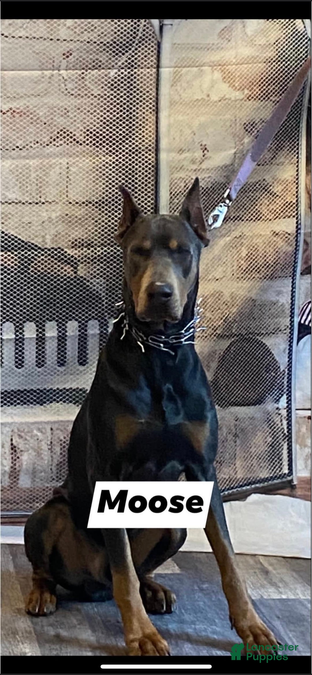 Gallery Image {{count}}